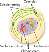 An illustration showing prophase stage of cell division.