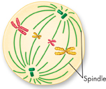 An illustration showing metaphase stage of cell division.