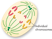 An illustration shows anaphase stage of cell division where the chromosomes separate and move along spindle fibers to opposite ends of the cell.