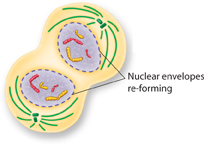 An illustration shows telophase stage of cell division where chromosomes, which were distinct and condensed, begin to spread out into a tangle of chromatin. The nuclear envelope reforms again.