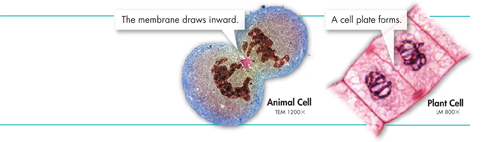 An illustration demonstrating difference in Cytokinesis stage of cell division of animal and plant cells. The difference between them is in animal cell is that the membrane draws inward whereas in a plant cell, a cell plate forms.