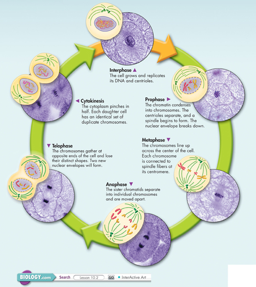 An Illustration showing mitosis of cells in a developing whitefish embryo.