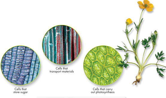 An illustration of specialized plant cells shows: 
 Cells that store sugar,
 Cells that transport materials, and 
 Cells that carry out photosynthesis.