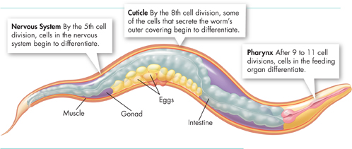 The differentiation of cells in a worm, C. elegans. The following parts of worms are labeled as Intestine,  Eggs, Muscle, Gonad, Nervous System, Cuticle, and Pharynx.