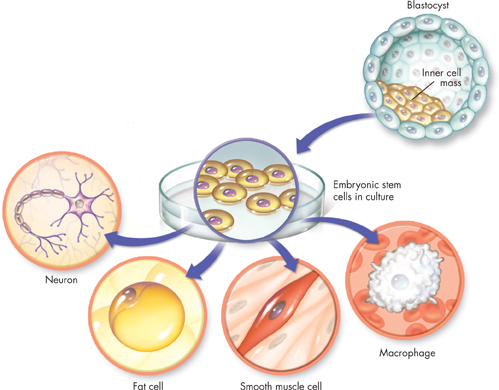 An illustration demonstrating human embryonic stem cells capacity to form different types of cells.