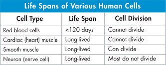 A table showing 'Life Spans of Various Human Cells'.
