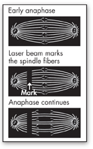 An illustration showing three stages of spindle formation of anaphase. The stages given are:
 Stage 1: Early anaphase
 Stage 2: Laser beams mark the spindle fibers.
 Stage 3: Anaphase continues.