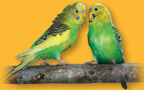 Two green parakeets sitting on a branch.