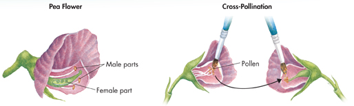 An illustration demonstrating method of cross pollination done by Mendel. The illustration shows a Pea Flower and Cross Pollination. The male and female parts are marked in a Pea Flower. Pollen is marked in Cross Pollination.