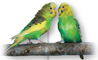 A pair of parakeets.