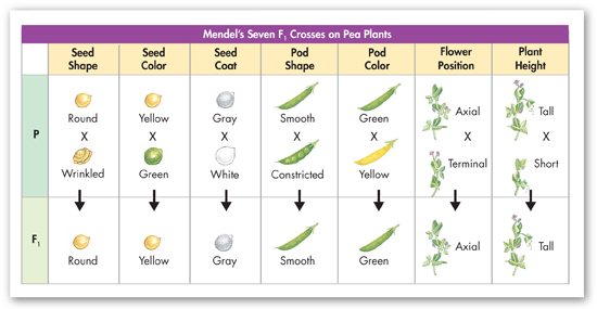 A table illustrating Mendel's experiment where crossed plants with contrasting traits results in hybrids with traits of only one of the parents.