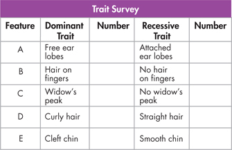 A table of trait survey of dominant and recessive trait.