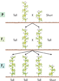 An illustration showing Results of the F1 Cross experiment conducted by Mendel. When Mendel allowed F1 plants to reproduce by self-pollination, the traits controlled by recessive alleles reappeared in about one fourth of the F2 plants in each cross.