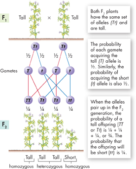 An illustration demonstrating 'Segregation and Probability' in Mendel's crossing experiment.