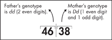 An illustration explaining F1 generation crossing where Father’s genotype is dd (2 even digits) and Mother’s genotype is Dd (1 even digit and 1 odd digit).