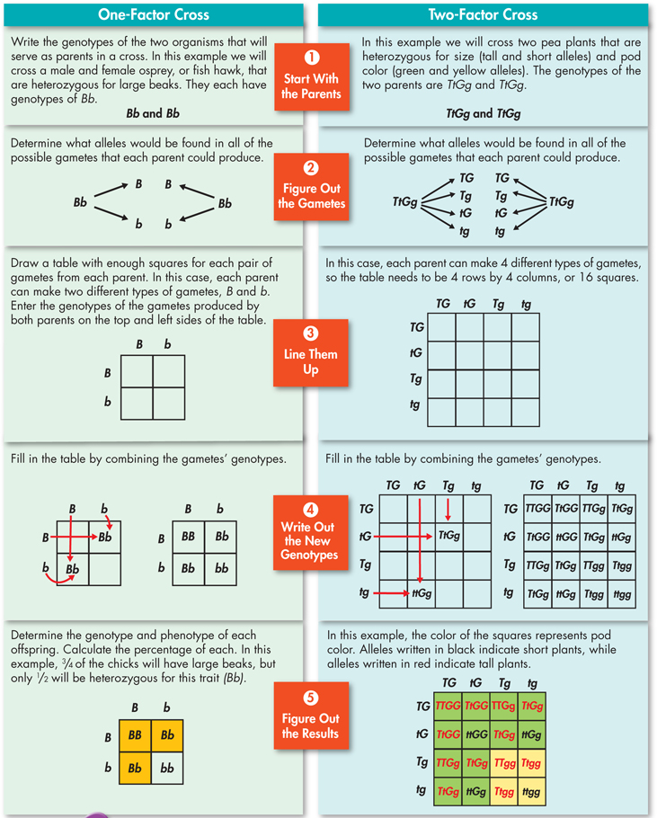 An illustration showing how to make a Punnett square.