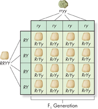 A table illustrating Two-Factor Cross in F1 generation of Mendel's experiment.