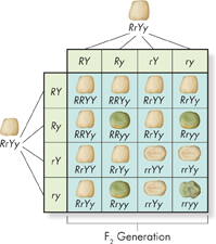 A table illustrating Two-Factor Cross in F2 generation of Mendel's experiment. The crossed F1 plants that are heterozygous dominant for round yellow peas it is found that alleles segregate independently to produce the F2 generation.