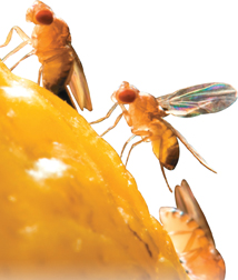 A common fruit fly, Drosophila melanogaster, an ideal organism for genetic research.