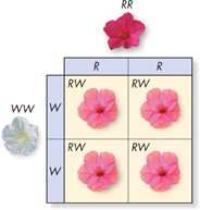 An illustration showing incomplete dominance in four o'clock plants. In four o’clock plants, the alleles for red and white flowers show incomplete dominance. Heterozygous (RW) plants have pink flowers—a mix of red and white coloring.