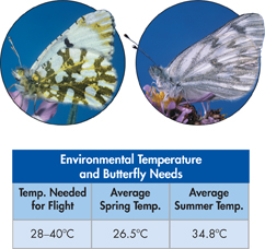 Two butterflies on top and a table at the bottom showing 'Environmental Temperature and Butterfly Needs'.