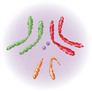 An illustration of diploid chromosomes of a fruit fly.