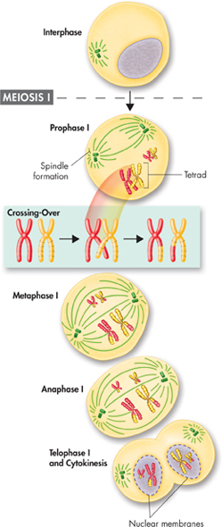 An illustration showing Meiosis I stage, which results in the production of two daughter cells.