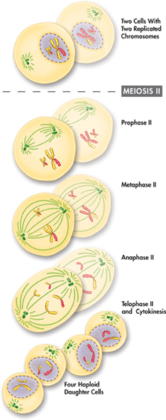 An illustration showing Meiosis II which produces four haploid daughter cells.