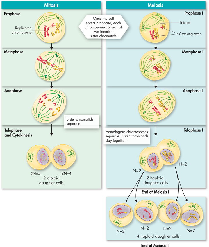 An Illustration comparing mitosis and meiosis where Mitosis results in 2 diploid daughter cells, whereas meiosis results in 4 haploid daughter cells.