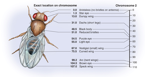 A gene map shows the location of a variety of genes on chromosome 2 of the fruit fly.