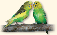 A pair of parakeets.