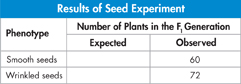 A table with data from the experiment of the crossing of wrinkled-seed plants and the smooth-seed plants.