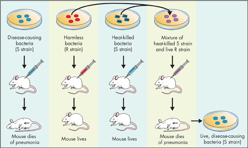 An illustration of Griffith's experiment demonstrating transformation, a process in which genetic material is transferred from one bacterial strain to another.