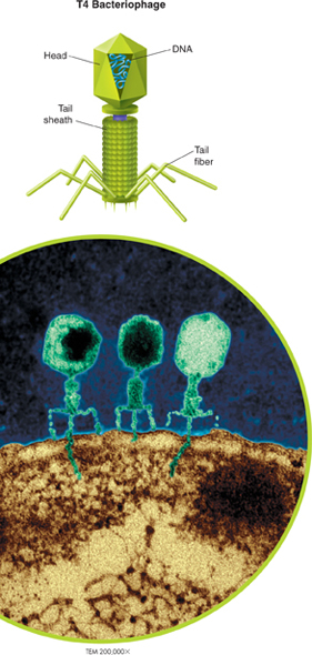 An illustration of a T4 Bacteriophage with its magnified image viewed under a transmission electron microscope. The following structures are labeled:
Head.
Tail sheath.
DNA.
Tail fiber.