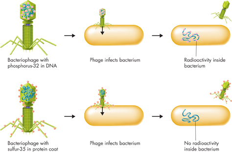 An illustration of Hershey-Chase experiment with a bacteriophage, to determine which part of the virus—the protein coat or the DNA core—entered the bacterial cell.
