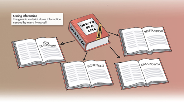 An illustration showing a closed book titled 'How to be a Cell' which indicates to 4 other open books with Ion Transport, Movement, Cell Growth and Respiration written on it respectively.