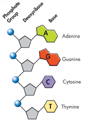 An illustration showing DNA Nucleotides.