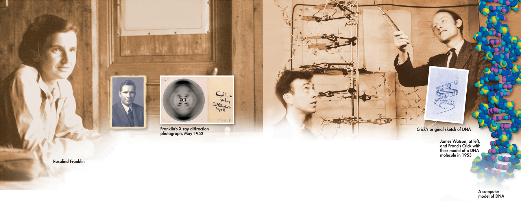 A photograph of Rosalind Franklin, Erwin Chargaff and Franklin’s X-ray diffraction from May 1952.