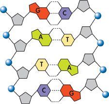 An illustration showing Base Pairing in DNA where the two strands of DNA are held together by hydrogen bonds between the nitrogenous bases, adenine and thymine, and between guanine and cytosine.