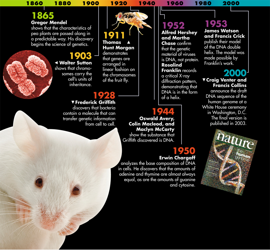 A timeline of various discoveries that have contributed to our understanding of genetics from the year 1860 to 2000.