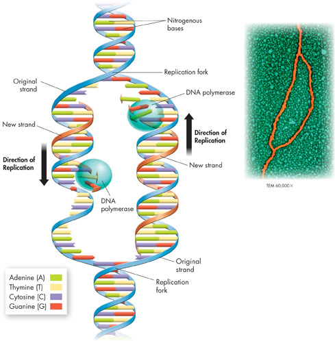 An illustration showing DNA replication where each strand of the double helix serves as a template for the new strand.
