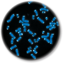 Telomeres which are DNA at the tips of chromosomes.