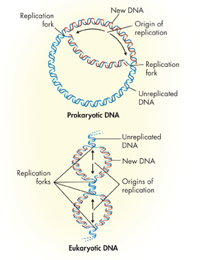 An illustration showing differences in DNA replication between prokaryotic and eukaryotic cells.