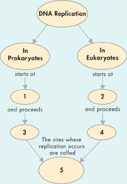 A concept map about DNA replication in prokaryocytes and eukaryocytes.