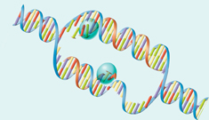 The process of DNA replication.