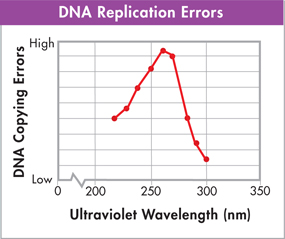 A line graph showing 'DNA replication errors' after exposure to ultraviolet rays.