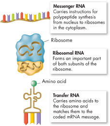 An illustration showing the 3 types of RNA.