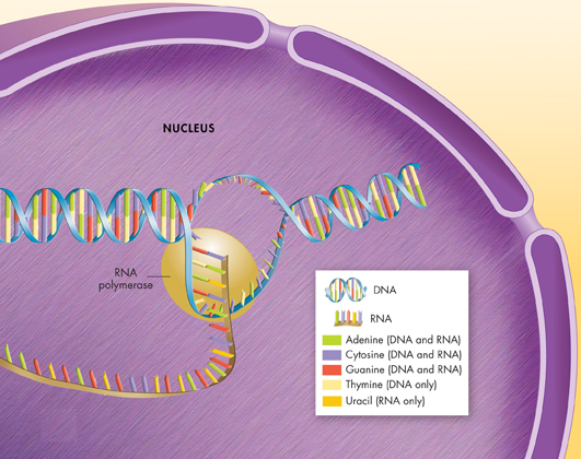 An illustration showing Transcription of DNA into RNA