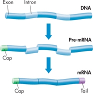 An illustration demonstrating how Introns and Exons of DNA are edited to form mRNA.