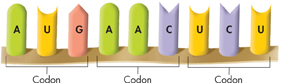 Illustration showing a group
 of three nucleotide bases in messenger RNA that specifies a particular amino acid called codons. Here 3 codons with sequences A U G, A A C and U C U are shown.